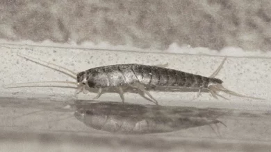 Instructions to Control Silverfish